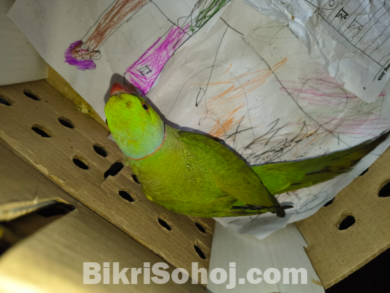 ইন্ডিয়ান রিংনেক (টিয়া পাখি)